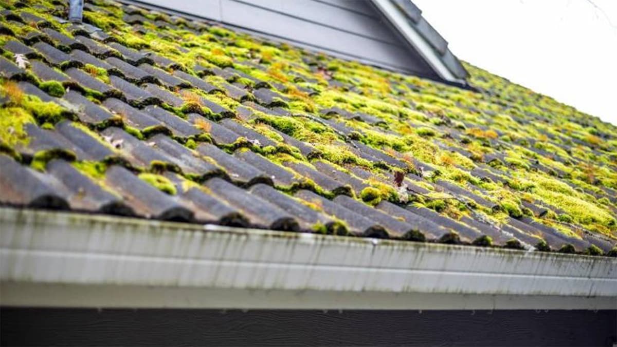 Moss and mould on an Auckland roof — a common problem we fix